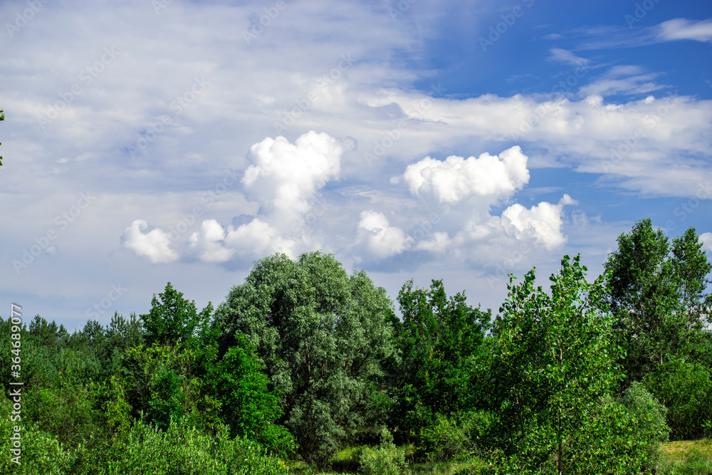 clouds over the forest