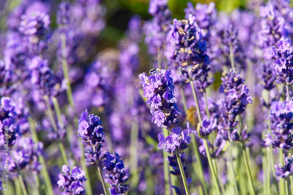 Naklejka premium Close-up of lavender flower on a summer day in the garden, selective focus.