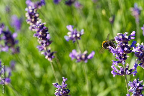 Close-up of bumblebee on lavender flower on a summer day in the garden, selective focus.