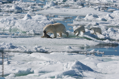 Female Polar bear  Ursus maritimus  dragging a ringed seal  Pusa hispida or phoca hispida  and accompanied by two cubs  Svalbard Archipelago  Barents Sea  Norway