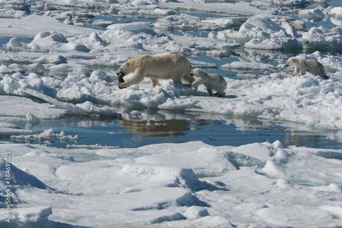 Female Polar bear  Ursus maritimus  dragging a ringed seal  Pusa hispida or phoca hispida  and accompanied by two cubs  Svalbard Archipelago  Barents Sea  Norway