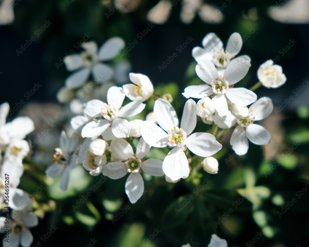 White flowers in the garden White flowers in the garden