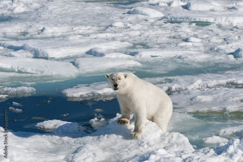 Female Polar bear (Ursus maritimus) on pack ice, Svalbard Archipelago, Barents Sea, Norway