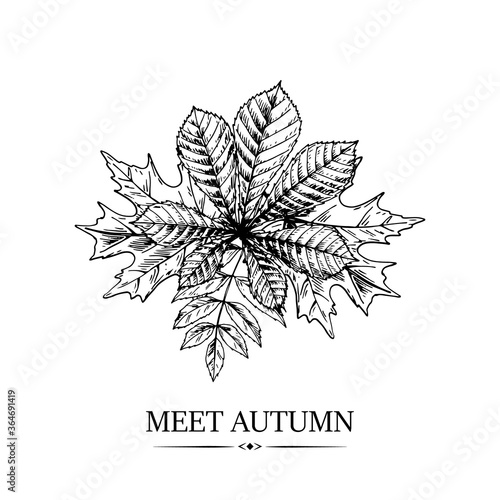 Hand drawn autumn design with chestnut, maple and rowanberry leaves isolated on white background. Vector illustration
