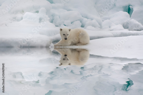 Polar bear cub (Ursus maritimus) reflecting in the water, Svalbard Archipelago, Barents Sea, Norway © Gabrielle