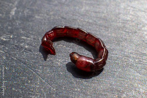 Bloodworm larva close-up. Macro photo