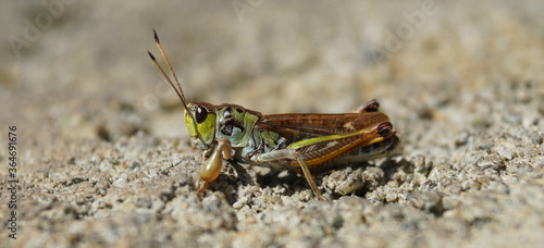 Beautiful marsh grasshopper on concrete wall © HarmJan