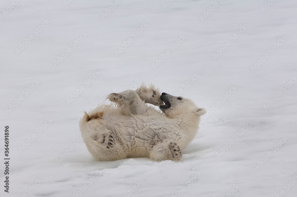 Polar bear cub (Ursus maritimus) laying on the back, Svalbard Archipelago, Barents Sea, Norway Polar bear cub (Ursus maritimus) laying on the back, Svalbard Archipelago, Barents Sea, Norway