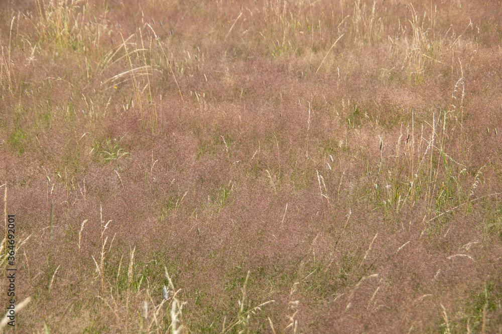 Heather landscape with grasses and individual trees