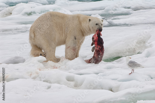 Male polar bear (Ursus maritimus) with a seal prey, Svalbard Archipelago, Barents Sea, Norway