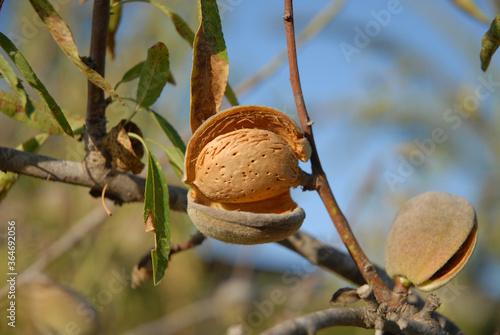 Valokuvatapetti Almond nut on tree, Prunus dulcis, ready to harvest