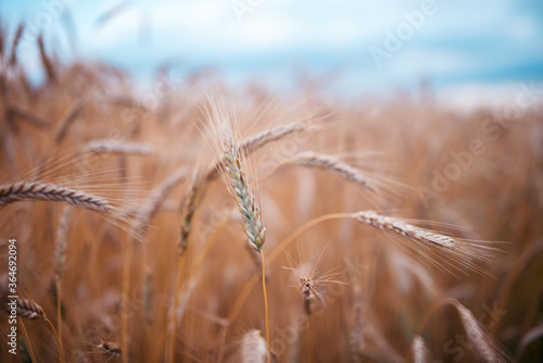 Wheat field in summer evening