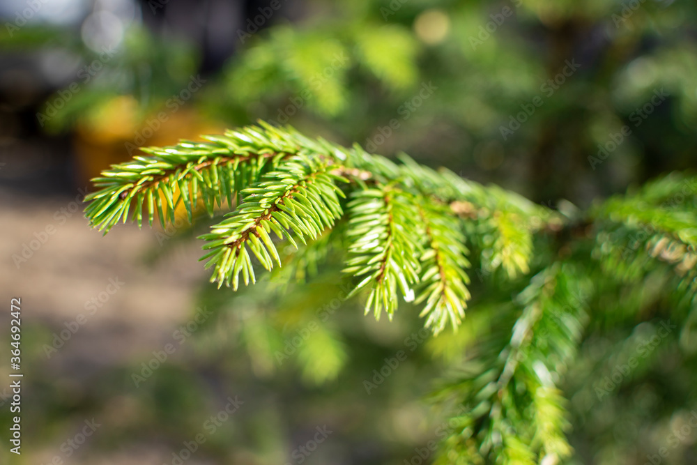 spruce branch close up
