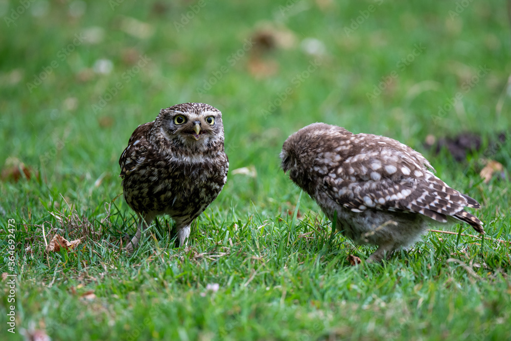 Juvenile Little Owls (Athene noctua) interacting on the ground Juvenile Little Owls (Athene noctua) interacting on the ground