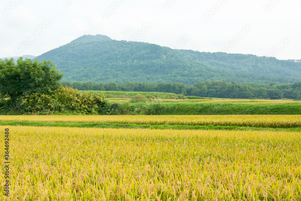 薄モヤのかかった山と収穫間近の稲