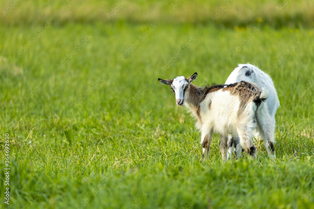 Goat at the rural springtime meadow with copy space. Goat at the rural springtime meadow with copy space.