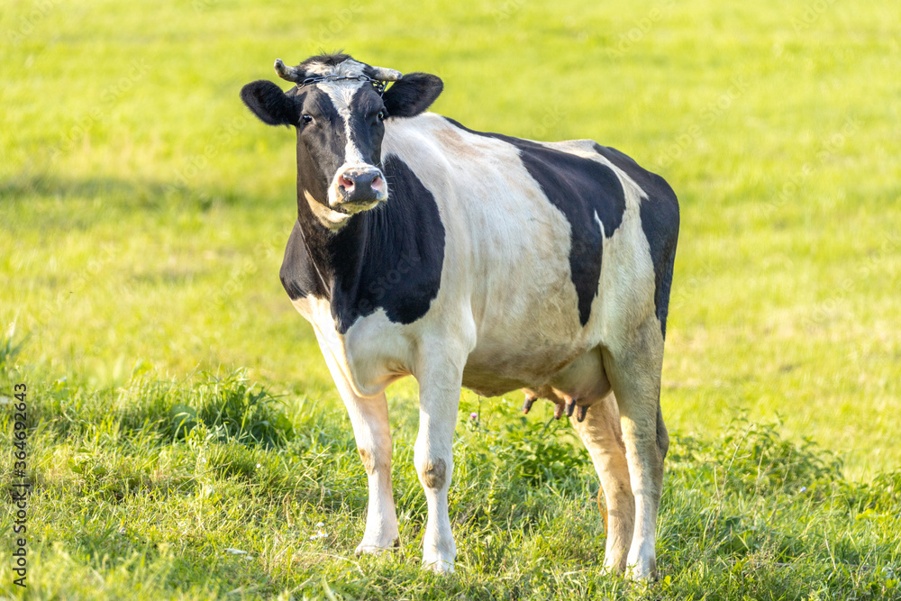 Cow on a meadow during sunny summertime day.