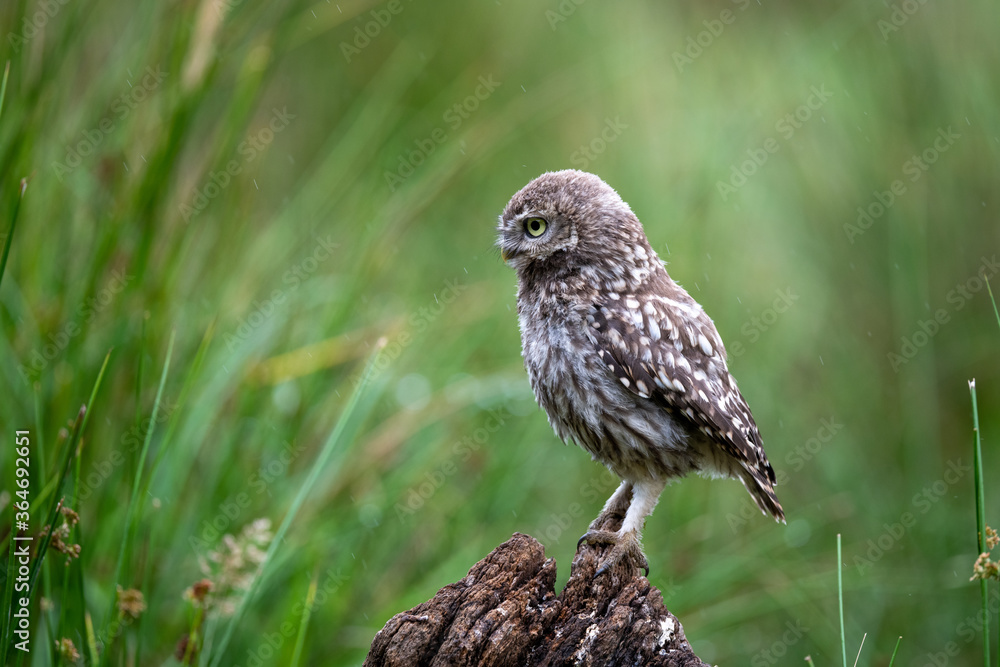Little owl (Athene noctua) on a perch in light rain Little owl (Athene noctua) on a perch in light rain