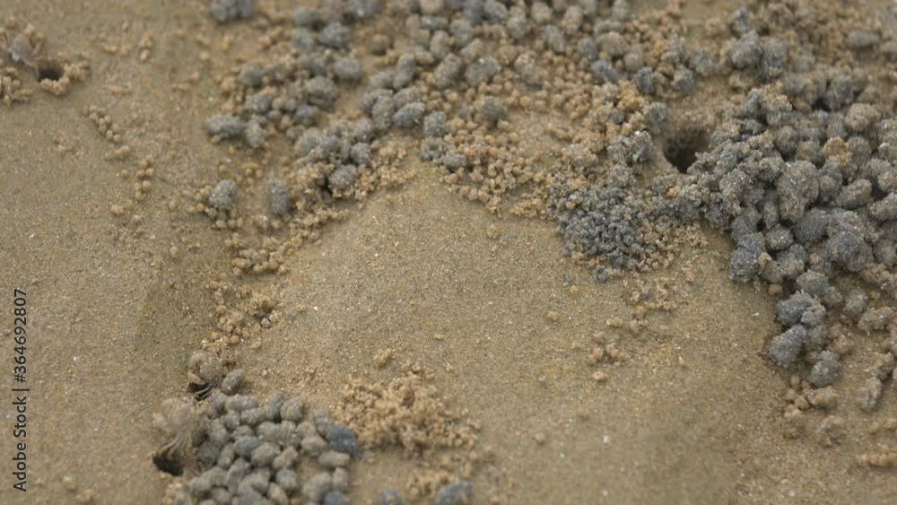 sand ball of sand bubbler crab on the beach sand ball of sand bubbler crab on the beach