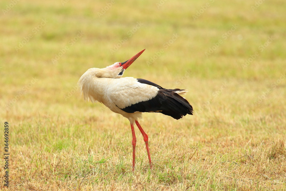 Fototapeta premium White stork (Ciconia ciconia) on meadow