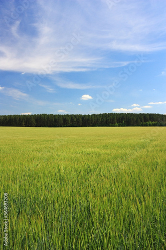 Green ears of wheat in the field