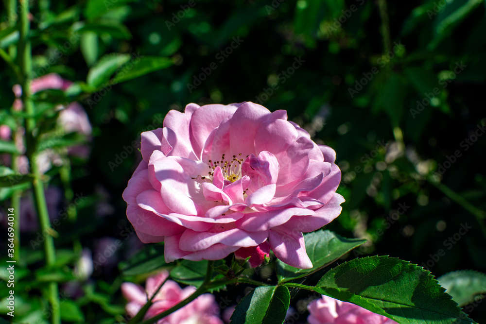 pink rose in the garden