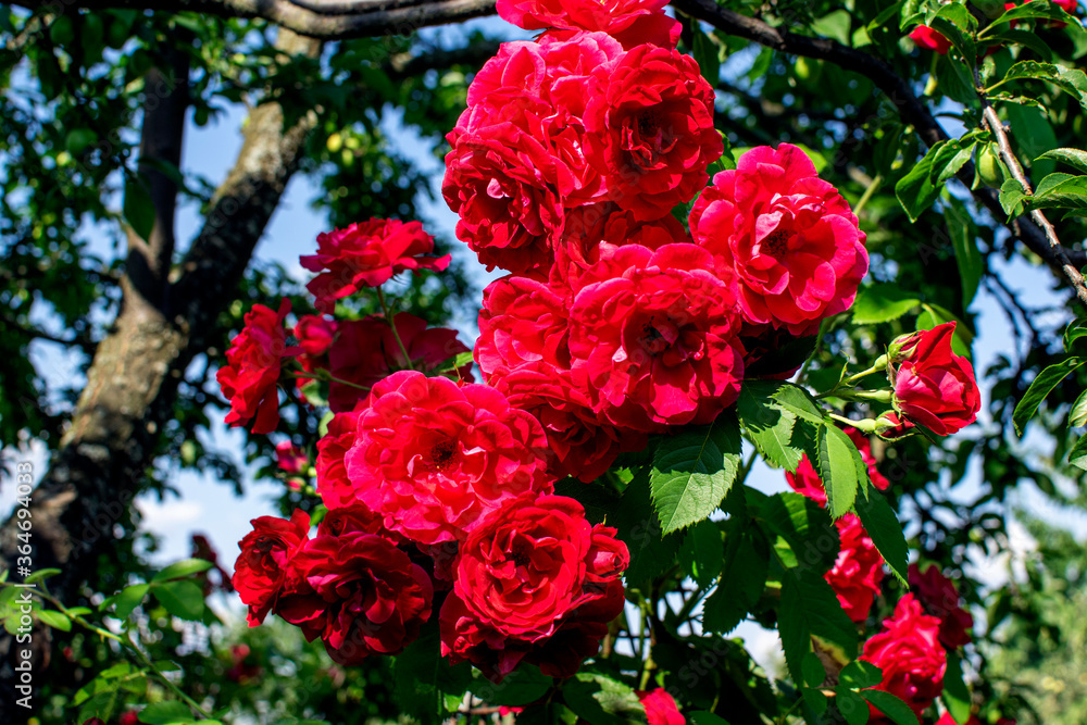 red roses in garden red roses in garden