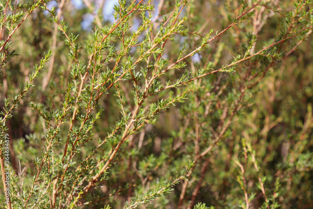 arid vegetation of the you yangs national park arid vegetation of the you yangs national park
