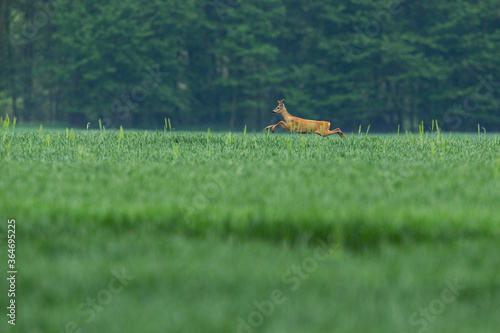 Roe deer in the magical nature. Beautiful european wildlife. Wild animal in the nature habitat. Roe deer rut. © photocech