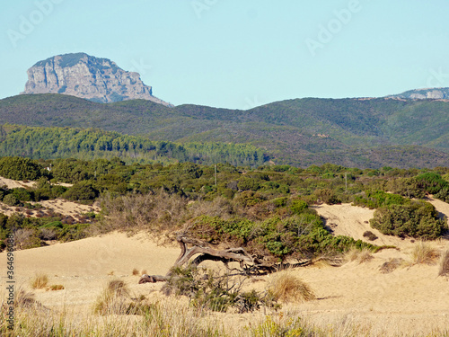 Tableau sur toile Sardinia the beach of Piscinas, views of the sand dunes covered with vegetation,