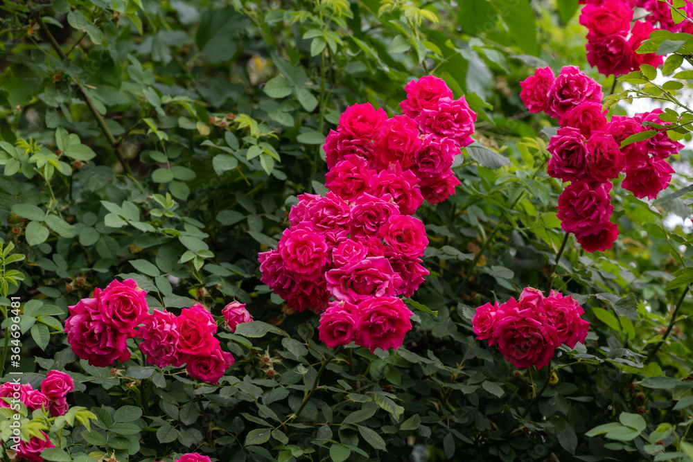 Nice white and pink rose flower with water drops after rain with empty space for text