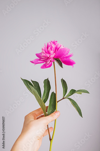 Feminine hand holding beautiful pink peony