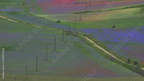 Fioritura di Castelluccio di Norcia