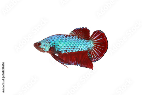 Siamese fighting fish (Betta splenden) green dragon form (red fin) on white background  photo