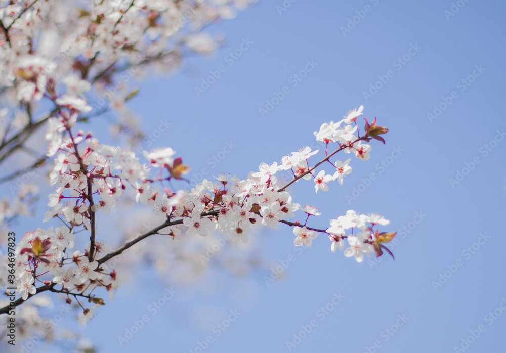 Branches of blossom on blue sky background.
