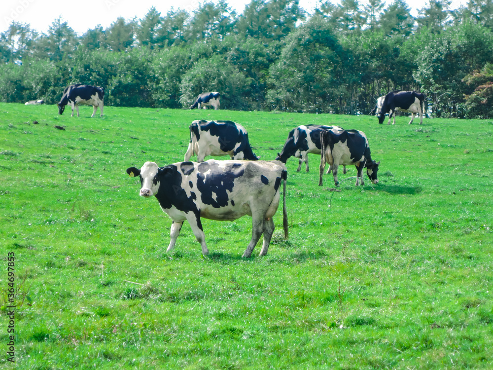 北海道 上士幌町 牧場の和牛