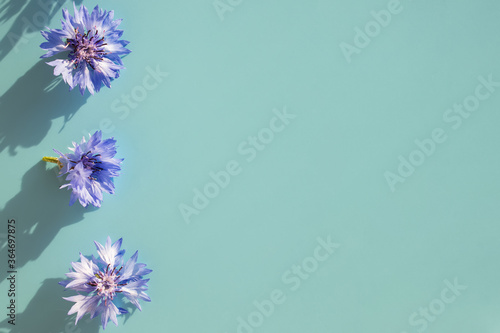 Blue cornflowers on pastel background with copy space.