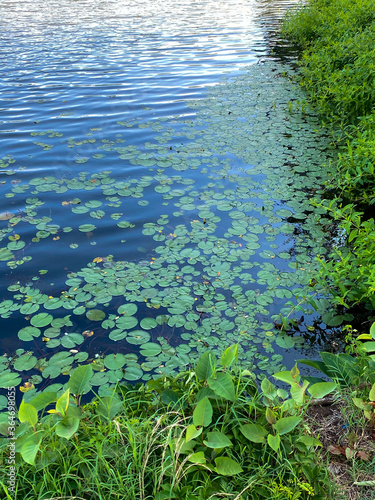 Lillypad Background