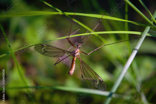 Tipula oleracea mosquito or daddy-long-legs on grass with green background. © Anatoliy