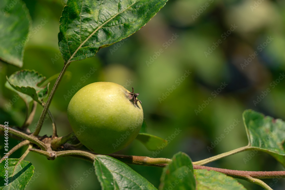 Green apples ripen on the tree on a Sunny day close up. An Apple on a branch. Green apples ripen on the tree on a Sunny day close up. An Apple on a branch.