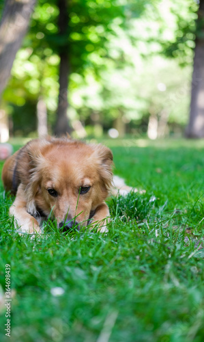 Sad dog lying on the grass