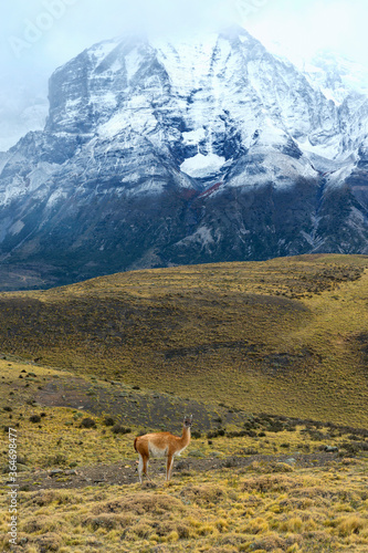 Guanaco in front of snow-capped mountains, Torres del Paine National Park, Chilean Patagonia, Chile