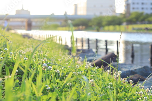 White Clover in shores of a river ,japan,tokyo