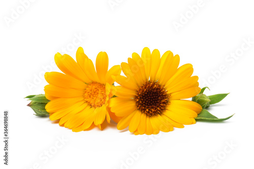 Calendula. Marigold flower with leaves isolated on white