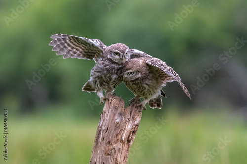 Young Little Owls (Athene noctua) jostle for space on a perch photo