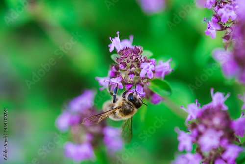 Bee on thyme flower growing in nature. Selective focus