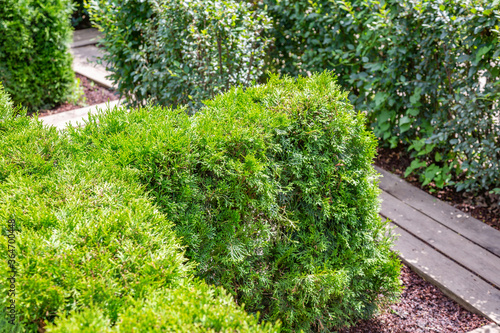 An example of trimming a green decorative bush with garden landscaping