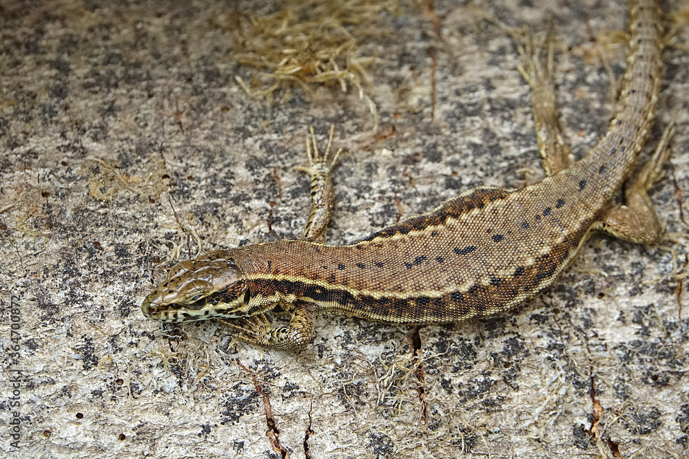 Gros plan sur le lézard de mon jardin Gros plan sur le lézard de mon jardin
