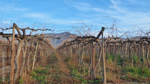 Obraz na płótnie Peek into a Little Karoo Vineyard in Winter