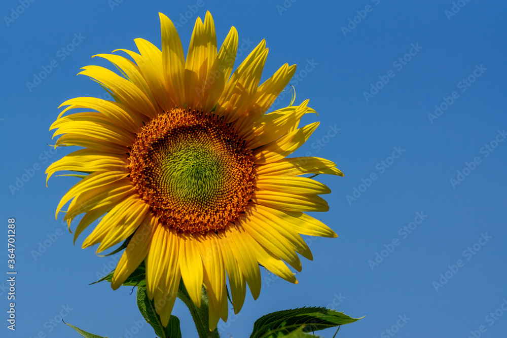 Close up of a sunflower with blue sky background Close up of a sunflower with blue sky background
